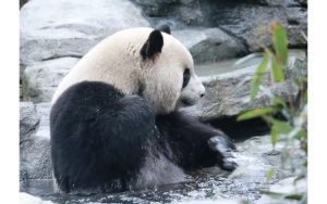 熊猫也有笑声吗？？可爱的梅兰宝子#原来熊猫的笑声这么粗犷吗